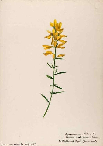 Reproducción/Reproduction 48788492233: [Water-color sketches of plants of North America and Europe]. . 