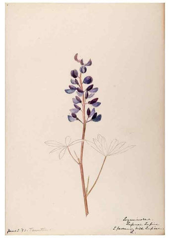 Reproducción/Reproduction 48788492468: [Water-color sketches of plants of North America and Europe]. . 