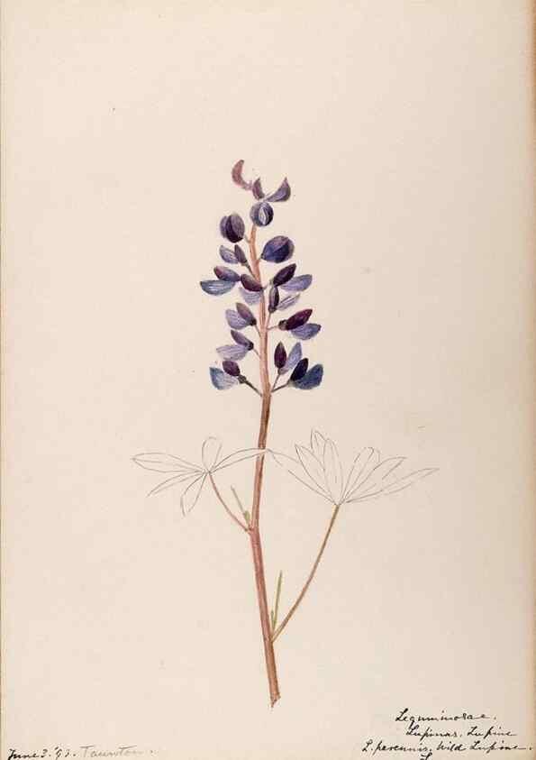 Reproducción/Reproduction 48788492468: [Water-color sketches of plants of North America and Europe]. . 