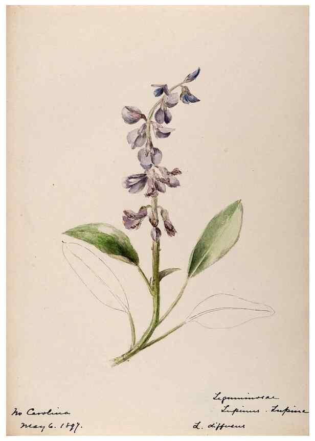 Reproducción/Reproduction 48788998717: [Water-color sketches of plants of North America and Europe]. . 