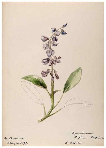 Reproducción/Reproduction 48788998717: [Water-color sketches of plants of North America and Europe]. . 