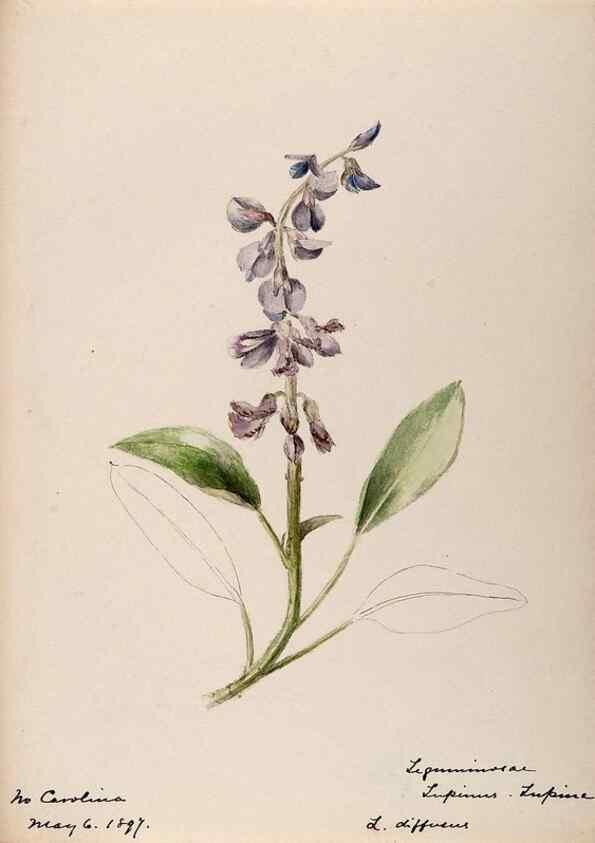 Reproducción/Reproduction 48788998717: [Water-color sketches of plants of North America and Europe]. . 