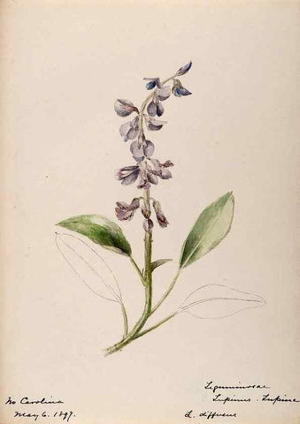 Reproducción/Reproduction 48788998717: [Water-color sketches of plants of North America and Europe]. . 