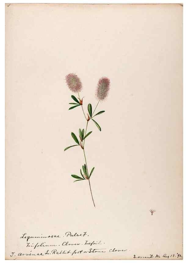 Reproducción/Reproduction 48788493013: [Water-color sketches of plants of North America and Europe]. . 