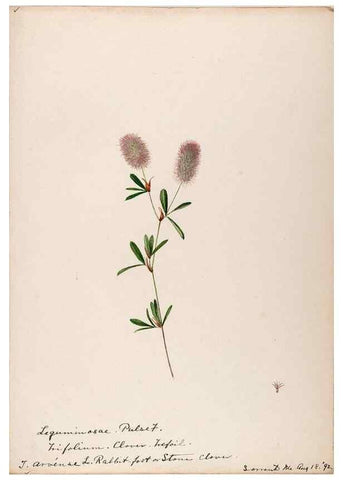 Reproducción/Reproduction 48788493013: [Water-color sketches of plants of North America and Europe]. . 