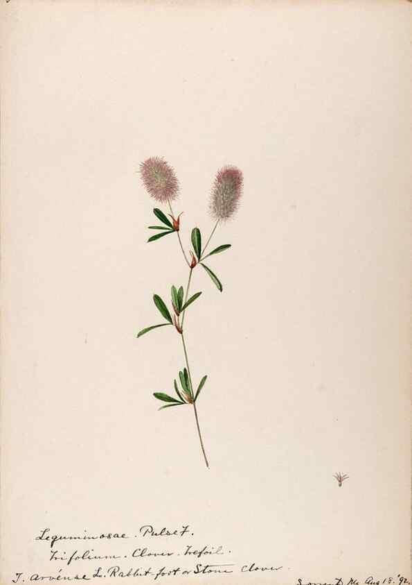Reproducción/Reproduction 48788493013: [Water-color sketches of plants of North America and Europe]. . 
