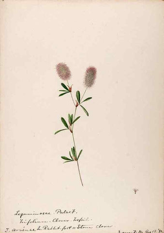 Reproducción/Reproduction 48788493013: [Water-color sketches of plants of North America and Europe]. . 