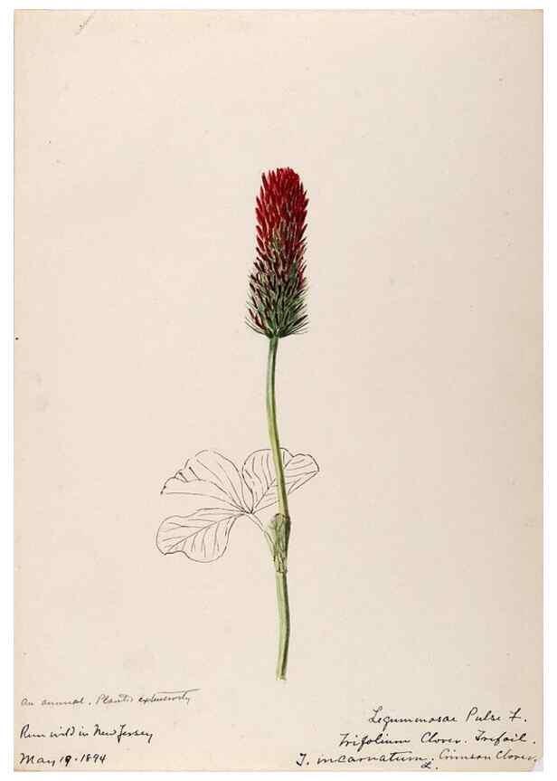 Reproducción/Reproduction 48788493268: [Water-color sketches of plants of North America and Europe]. . 