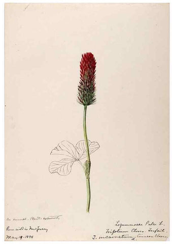 Reproducción/Reproduction 48788493268: [Water-color sketches of plants of North America and Europe]. . 
