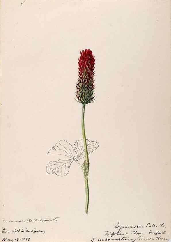 Reproducción/Reproduction 48788493268: [Water-color sketches of plants of North America and Europe]. . 