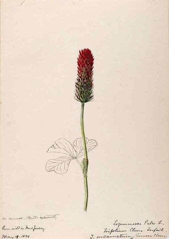 Reproducción/Reproduction 48788493268: [Water-color sketches of plants of North America and Europe]. . 