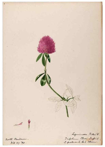 Reproducción/Reproduction 48788854641: [Water-color sketches of plants of North America and Europe]. . 