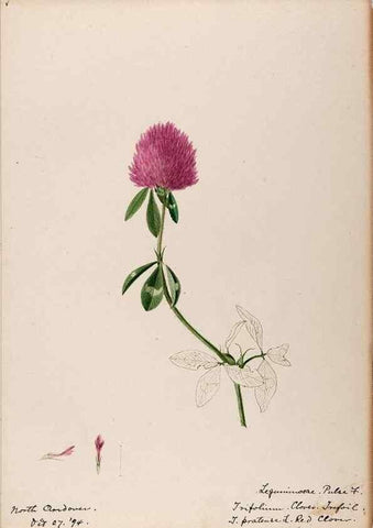 Reproducción/Reproduction 48788854641: [Water-color sketches of plants of North America and Europe]. . 
