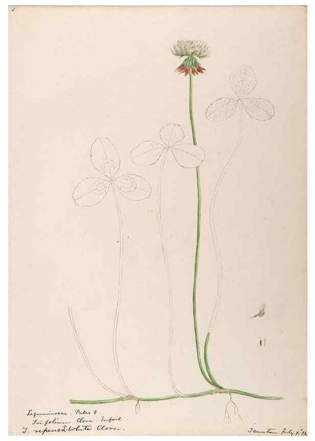 Reproducción/Reproduction 48788493803: [Water-color sketches of plants of North America and Europe]. . 