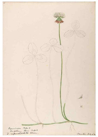 Reproducción/Reproduction 48788493803: [Water-color sketches of plants of North America and Europe]. . 