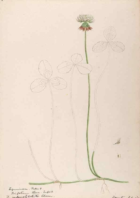 Reproducción/Reproduction 48788493803: [Water-color sketches of plants of North America and Europe]. . 