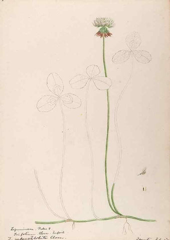 Reproducción/Reproduction 48788493803: [Water-color sketches of plants of North America and Europe]. . 