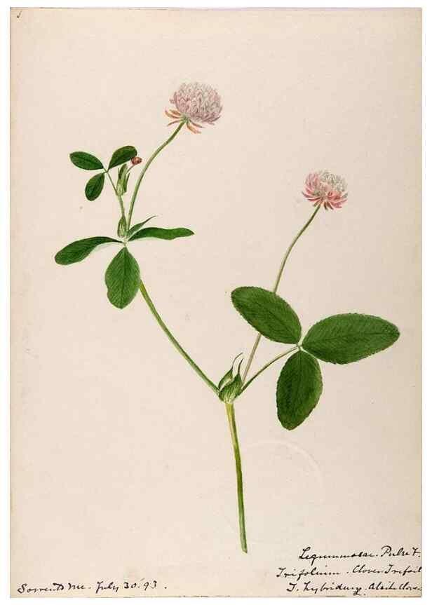 Reproducción/Reproduction 48788855196: [Water-color sketches of plants of North America and Europe]. . 