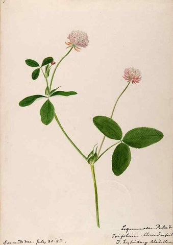 Reproducción/Reproduction 48788855196: [Water-color sketches of plants of North America and Europe]. . 