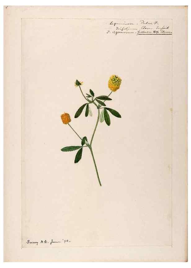 Reproducción/Reproduction 48789000417: [Water-color sketches of plants of North America and Europe]. . 