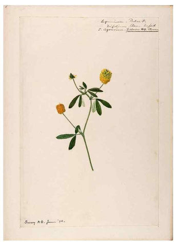 Reproducción/Reproduction 48789000417: [Water-color sketches of plants of North America and Europe]. . 