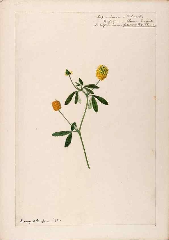 Reproducción/Reproduction 48789000417: [Water-color sketches of plants of North America and Europe]. . 