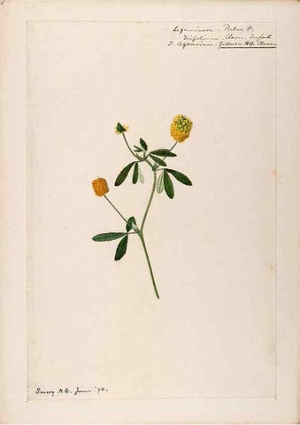 Reproducción/Reproduction 48789000417: [Water-color sketches of plants of North America and Europe]. . 