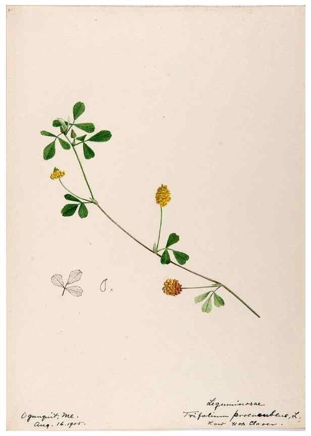 Reproducción/Reproduction 48788494643: [Water-color sketches of plants of North America and Europe]. . 
