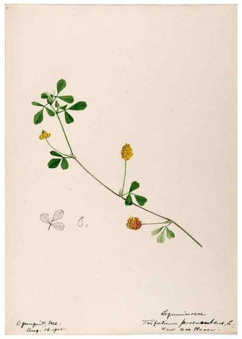 Reproducción/Reproduction 48788494643: [Water-color sketches of plants of North America and Europe]. . 