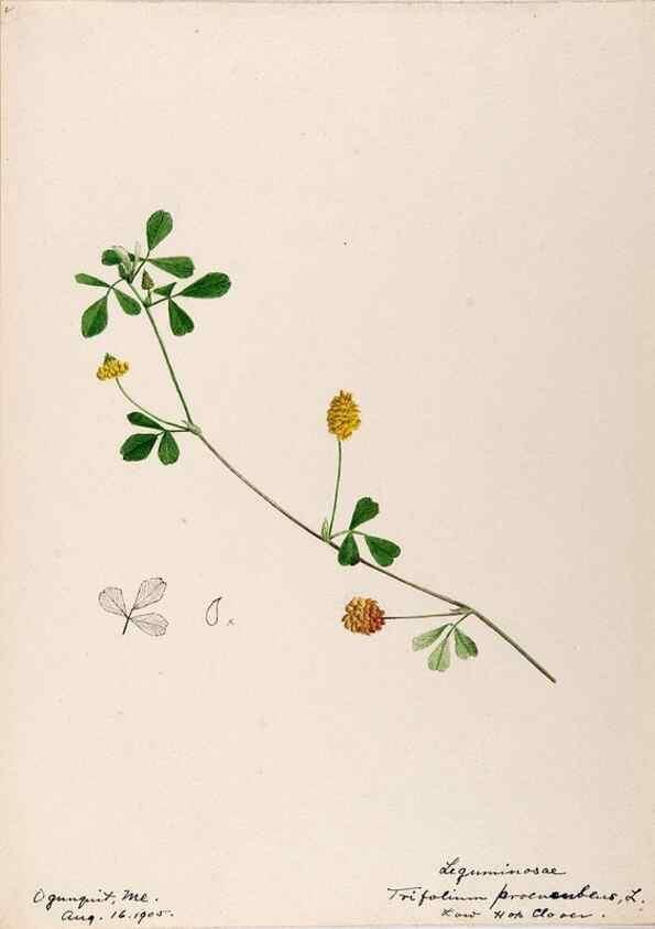 Reproducción/Reproduction 48788494643: [Water-color sketches of plants of North America and Europe]. . 