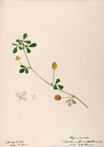 Reproducción/Reproduction 48788494643: [Water-color sketches of plants of North America and Europe]. . 