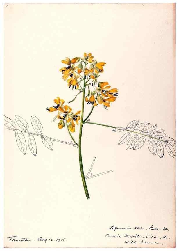 Reproducción/Reproduction 48788851261: [Water-color sketches of plants of North America and Europe]. . 
