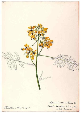 Reproducción/Reproduction 48788851261: [Water-color sketches of plants of North America and Europe]. . 
