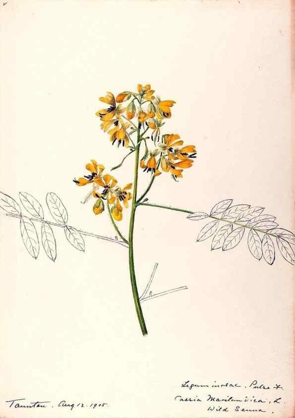 Reproducción/Reproduction 48788851261: [Water-color sketches of plants of North America and Europe]. . 