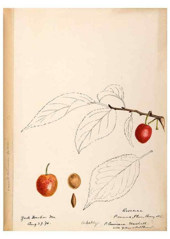 Reproducción/Reproduction 48788814121: [Water-color sketches of plants of North America and Europe]. . 