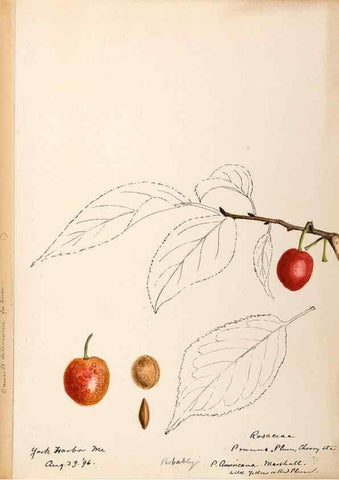 Reproducción/Reproduction 48788814121: [Water-color sketches of plants of North America and Europe]. . 