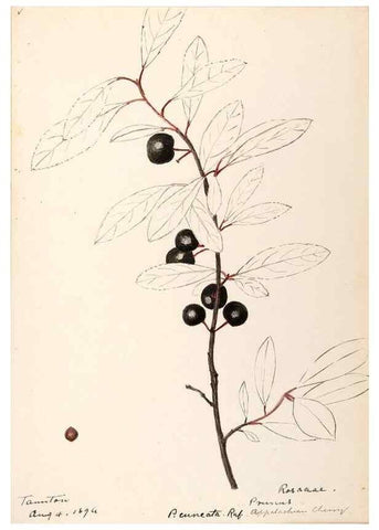Reproducción/Reproduction 48788813776: [Water-color sketches of plants of North America and Europe]. . 