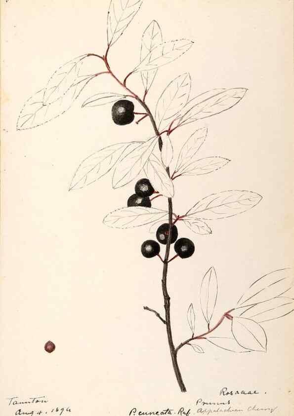 Reproducción/Reproduction 48788813776: [Water-color sketches of plants of North America and Europe]. . 