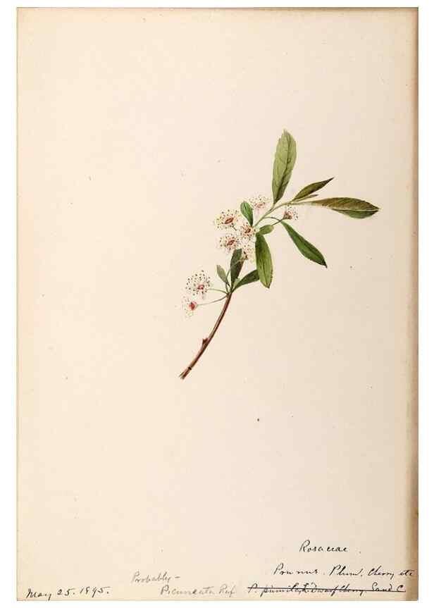 Reproducción/Reproduction 48788452633: [Water-color sketches of plants of North America and Europe]. . 