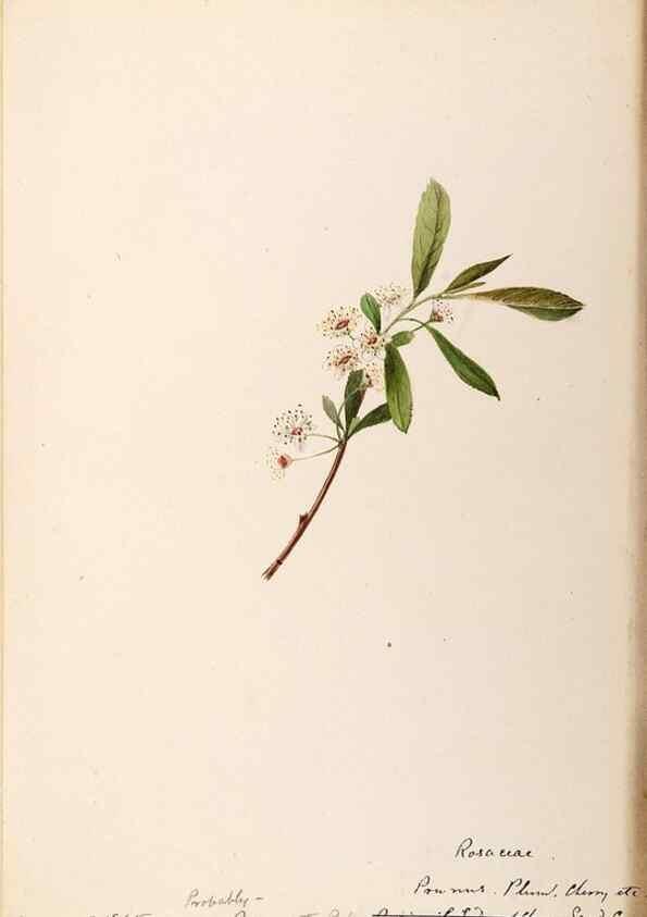 Reproducción/Reproduction 48788452633: [Water-color sketches of plants of North America and Europe]. . 
