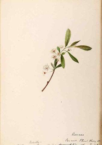 Reproducción/Reproduction 48788452633: [Water-color sketches of plants of North America and Europe]. . 