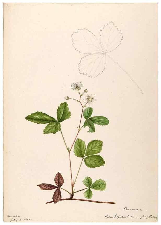 Reproducción/Reproduction 48788952387: [Water-color sketches of plants of North America and Europe]. . 