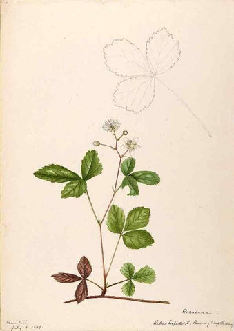Reproducción/Reproduction 48788952387: [Water-color sketches of plants of North America and Europe]. . 