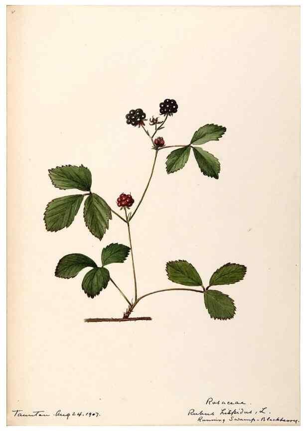 Reproducción/Reproduction 48788446678: [Water-color sketches of plants of North America and Europe]. . 