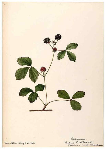 Reproducción/Reproduction 48788446678: [Water-color sketches of plants of North America and Europe]. . 