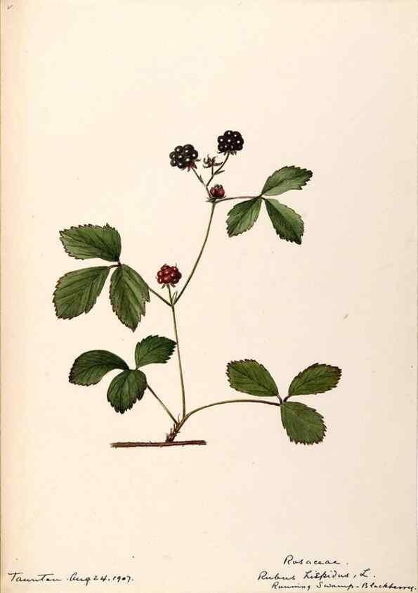Reproducción/Reproduction 48788446678: [Water-color sketches of plants of North America and Europe]. . 