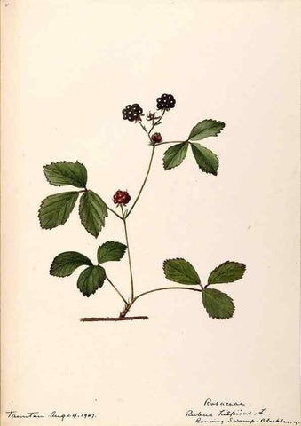 Reproducción/Reproduction 48788446678: [Water-color sketches of plants of North America and Europe]. . 
