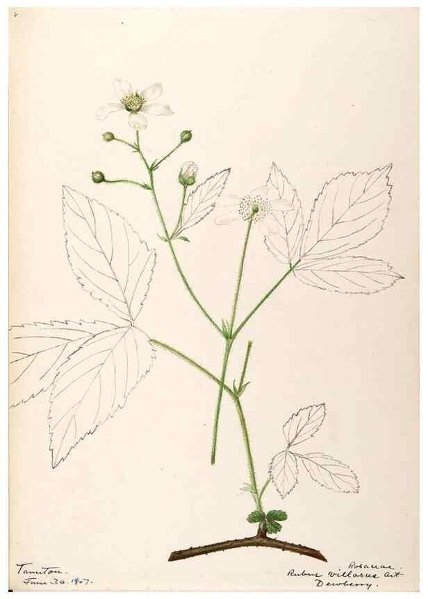 Reproducción/Reproduction 48788953272: [Water-color sketches of plants of North America and Europe]. . 