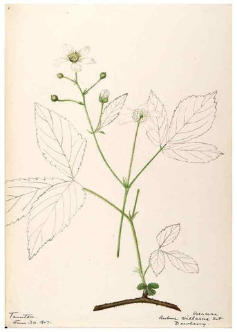 Reproducción/Reproduction 48788953272: [Water-color sketches of plants of North America and Europe]. . 