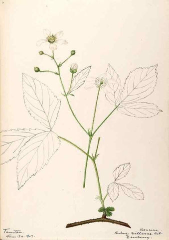 Reproducción/Reproduction 48788953272: [Water-color sketches of plants of North America and Europe]. . 